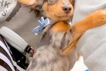外で『大きなトラックが通った』結果→散歩中の子犬が怖がってしまい…思わず守りたくなる『行動と表情』が361万再生「天使」「母性本能が…」