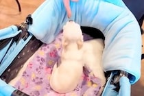極小子犬と一緒にショッピング→初めて会う『店員さん』と出会って数秒で…『尊すぎる光景』が15万再生「心許すの早すぎｗ」「愛されキャラ」