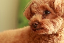 犬が『空気を読んでいる』ときに考えていることとは？人間のように気を遣ったりするの？