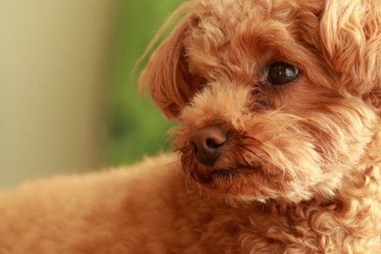 犬が『空気を読んでいる』ときに考えていることとは？人間のように気を遣ったりするの？