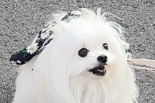 とてもお利口さんな犬→でも、トイレをする時に…唯一失敗した『しつけ』に4万いいね「クセ強くて草」「ぜひ居合わせたい」「歌が気になるｗ」