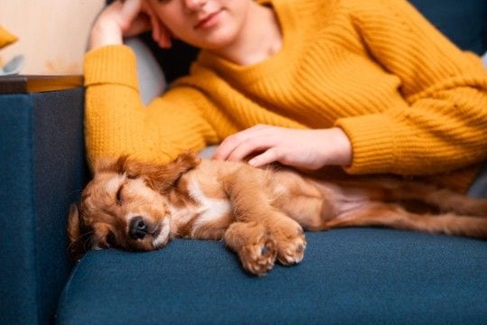 犬が安心する『飼い主の身体の場所』4選 愛犬が寄り添ってきたときに飼い主がすべき対応まで