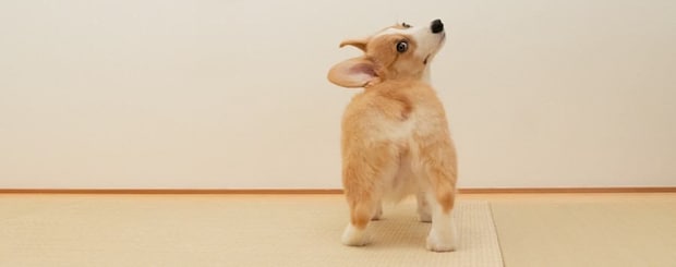 犬が『おしりをぶつけてくる』心理5選 飼い主にヒップアタックをする理由や激しすぎる場合の対処法まで