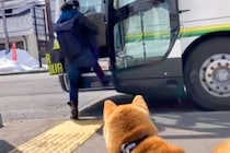 1年に2度しか会えないお姉ちゃんと犬→帰りのバスに乗っても、追いかけて…涙あふれる『お別れの光景』が59万再生「健気で泣ける…」「感動」