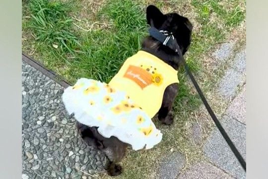 『スカートを履いた犬』が散歩をした結果→突風が吹いて…『まさかの展開』が107万再生「くだらなすぎて草」「ハレンチブルドッグww」と爆笑