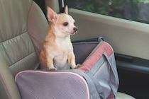 犬が車の中で『落ち着かない』理由3つ　愛犬がソワソワしているときの対処法までご紹介