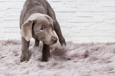 不安そうに見上げる犬