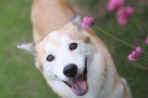 犬は自分の『名前』を理解している？学習させる方法や名前を呼んではいけないタイミングまで