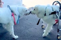 『同じ難病をかかえた兄弟』別の場所で保護された2頭の超大型犬…片道400キロの距離を超えた『再会の瞬間』に涙「本気で泣いた」「映画化希望」