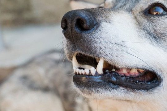 犬が『あごを震わせている』ときの心理3つ　治療が必要な注意すべき症状まで