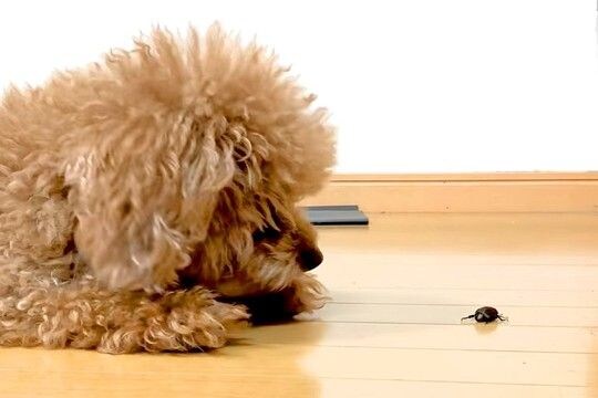 家の中に『カナブン』が侵入→思った以上に犬が怖がり…警戒心がすごい『攻防戦』に反響「仕草が可愛すぎるｗ」「怖いけど頑張るの愛おしい」