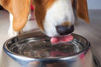 ボウルの水を飲む犬の口元