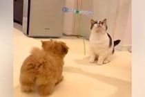 赤ちゃんの頃から『3匹の猫』に育てられた子犬→成長した結果、猫じゃらしを見ると…影響を受け過ぎて『猫化』してしまった光景に思わず悶絶