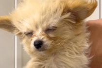 『犬が暑そう』と思ったので、扇風機の風を当ててあげた結果…あまりにも愛おしい光景が31万再生「泳いでる？ｗ」「歩いてると思ってそう」