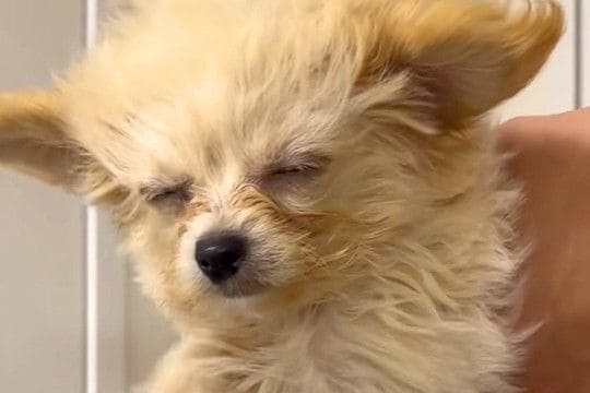 『犬が暑そう』と思ったので、扇風機の風を当ててあげた結果…あまりにも愛おしい光景が31万再生「泳いでる？ｗ」「歩いてると思ってそう」