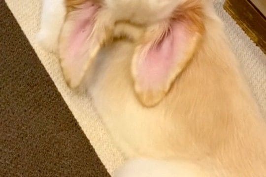 『ゴールデンレトリーバーの子犬が振り返った』と思ったら…『とんでもない首の角度』を捉えた光景が72万再生「ヨガポーズで草」「何犬？ｗｗ」