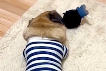 『仕事するから、お家に入って』と犬に伝えた結果→振り返ってきて…ワンコとは思えない『衝撃的な態度』に爆笑続々「反抗期で草」「お見事ｗｗ」