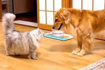小さな頃から『猫と仲良しだった大型犬』→なぜか動きもネコっぽくなり…影響を受け過ぎている光景が48万再生「大型猫ｗ」「ずっと見ていたい」