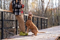 犬が『しつこく要求してくる』ときのNG行為5つ　問題行動を助長させる飼い主のタブー行動まで