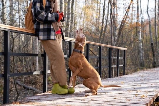 犬が『しつこく要求してくる』ときのNG行為5つ　問題行動を助長させる飼い主のタブー行動まで