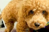 病気で『下半身不随』になった犬→諦めずにリハビリを続けて、2年後に…小さな体での『努力の記録』に涙腺崩壊「鳥肌立った」「本当にスゴイ」