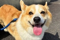 車でのお出かけでウキウキ笑顔の犬→行き先が『動物病院』で…わかりやす過ぎる『ブチギレの表情』に爆笑「よくも騙したなって顔で草」「最高ｗ」