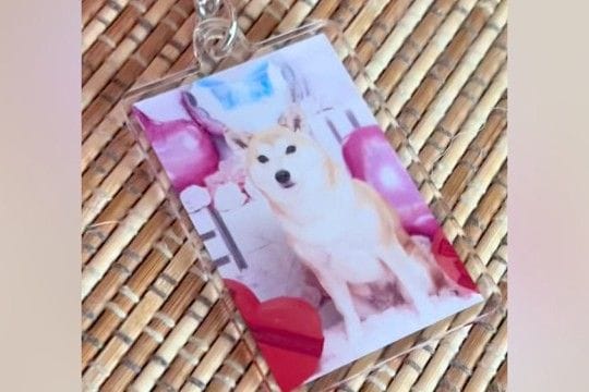 オーディションに参加した犬→『応募時の写真』と実際の顔を比較したら…加工詐欺にしか見えない『違いすぎる光景』に反響「別犬で草」「じわる」