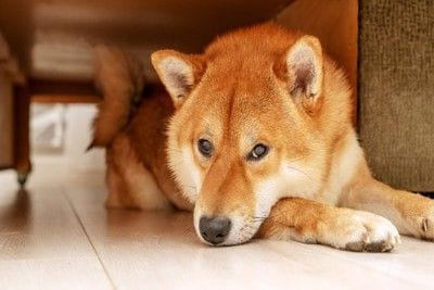 家具下に伏せる柴犬
