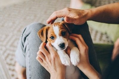 子犬