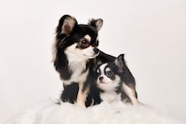 犬は成長すると『性格』が変わるの？子犬と成犬の大きな違いや飼い主がすべき対応まで