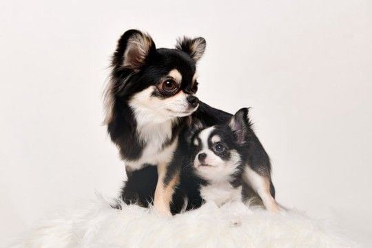 犬は成長すると『性格』が変わるの？子犬と成犬の大きな違いや飼い主がすべき対応まで