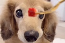 17歳の老犬が『いちごを食べさせてもらった』結果→途中で『あげるフリ』をすると…勘違いで見せた『表情』が56万再生「赤ちゃんｗ」「尊い」