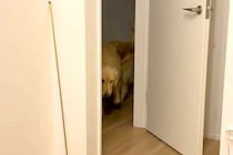 赤ちゃんが家に来た日、いつもは別々に寝る大型犬が『寝室』まで見に来て…尊すぎる『朝までの光景』が117万再生「頼もしい」「警備隊長」