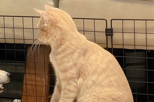 一緒に遊んでいる犬と猫→ふと様子を見てみたら…完全に立場が逆になっている『予想外の光景』に6万いいね集まる「楽しそうで草」「仲良しだw」