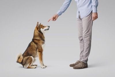 犬を叱る人
