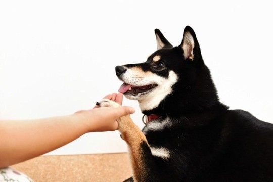 犬が大喜びする『スキンシップ』4選 今日からできる触れ合いのコツや注意点まで解説