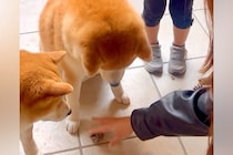 2歳の女の子の『大切なもの』が壊れていたので、犬達に『どっちがやったの？』と聞いた結果…まさかの光景が301万再生「言葉理解してる」