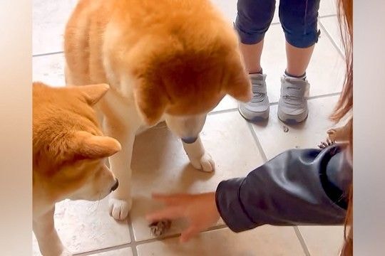 2歳の女の子の『大切なもの』が壊れていたので、犬達に『どっちがやったの？』と聞いた結果…まさかの光景が301万再生「言葉理解してる」