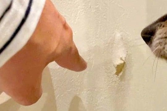 壁紙が破られていたので、犬に見せた結果→現場検証中の『迫真の表情』に4万いいね「目が自白してて笑ったw」「明らかに動揺してて草」と爆笑