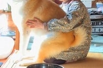 お天気の中、お母さんに抱っこしてもらう秋田犬→サイズ感が…まさかの『自分を子犬と勘違いしている光景』が39万再生「抱っことはｗｗ」