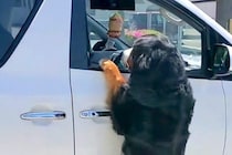 車で出かけようとしたら、超大型犬が『置いていくつもりか！』と抗議して…予想外すぎる『衝撃の光景』が172万再生「執念ｗ」「必死すぎて草」