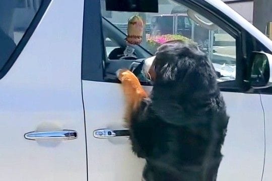 車で出かけようとしたら、超大型犬が『置いていくつもりか!』と抗議して…予想外すぎる『衝撃の光景』が172万再生「執念w」「必死すぎて草」