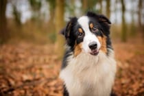 犬を『賢く育てる』4つの方法　知性と絆を育むためのトレーニングのコツまでご紹介