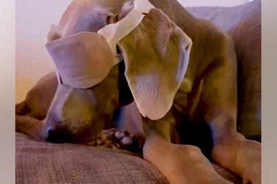 ぬるくなった『ホットアイマスク』を大型犬につけてみた結果→次の瞬間…思った以上の光景に3万いいね「効果すごいw」「可愛すぎる」と絶賛