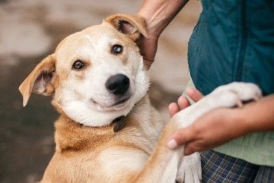 不安そうな犬を宥める女性の手