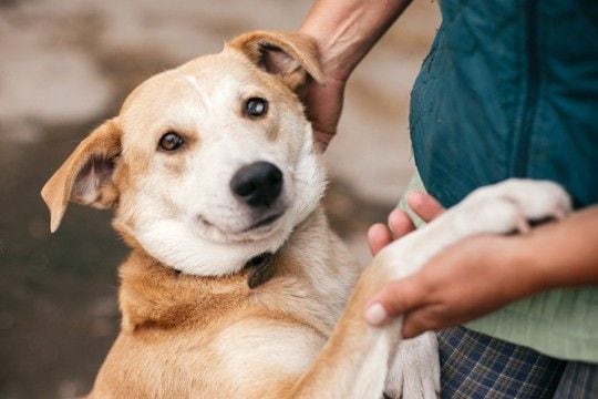 『臆病な犬』がする行動5選 ビビリな性格になってしまう原因や注意すべきサインまで