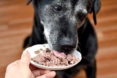顔の白髪の多い黒い犬、食べる
