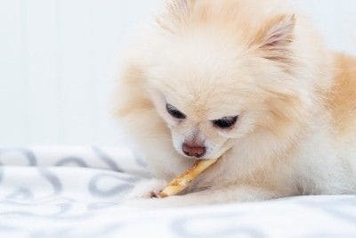 おやつを食べるポメラニアン