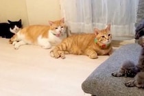 キレイに並ぶ3匹の猫→遊びに来た犬をジーっと見つめて…視線に気付いた瞬間の『二度見』が177万表示「動揺してるｗｗ」「タイミング完璧」