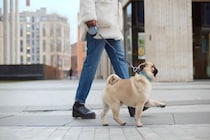 犬の『リード』正しい使い方5選　安全に使用するために押さえておきたいポイントまで